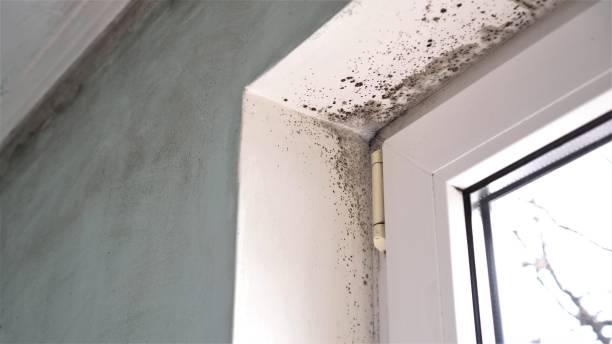 Best Residential Mold Removal  in Whispering Pines, NC
