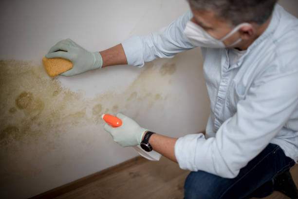 Mold Removal and Inspection in Whispering Pines, NC