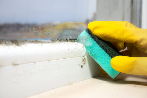 Best Black Mold Removal  in Whispering Pines, NC